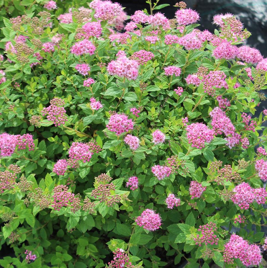 Spiraea japonica Little Princess