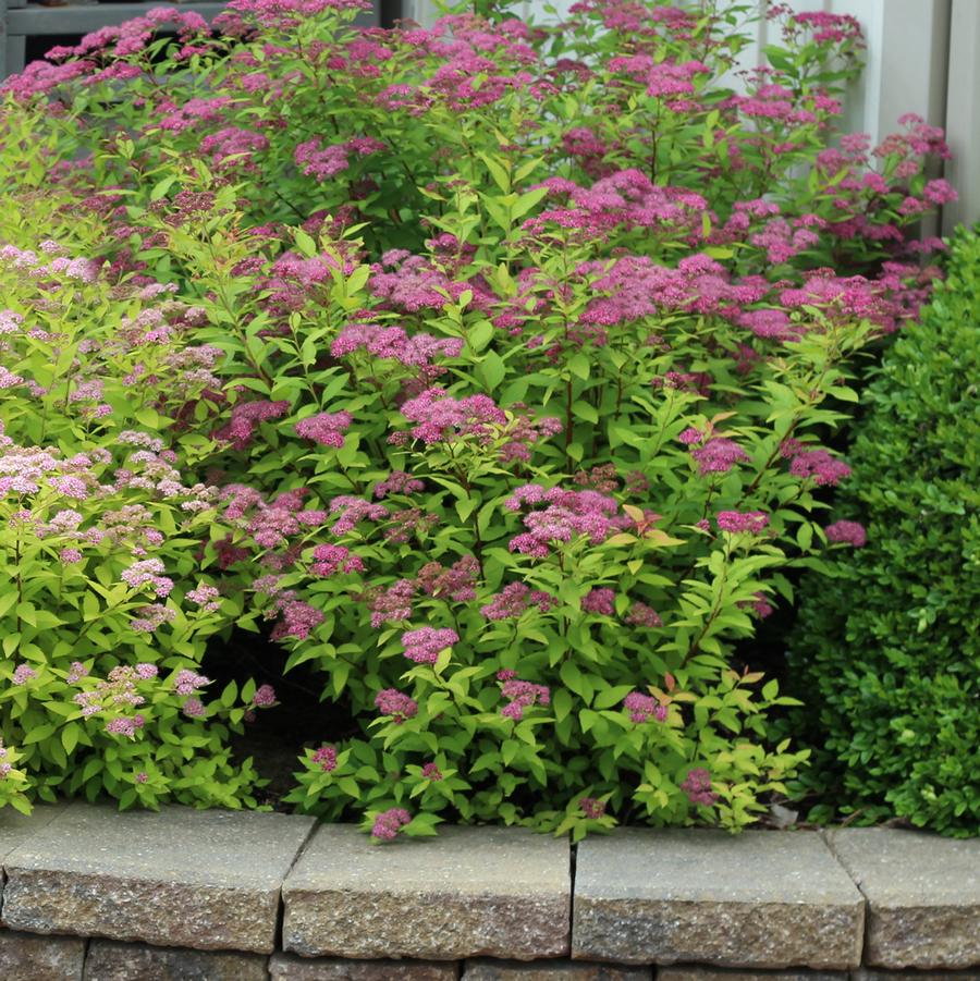 Spiraea japonica Neon Flash