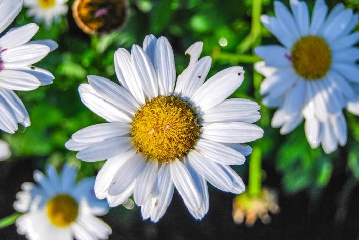 Leucanthemum x superbum Snow Lady