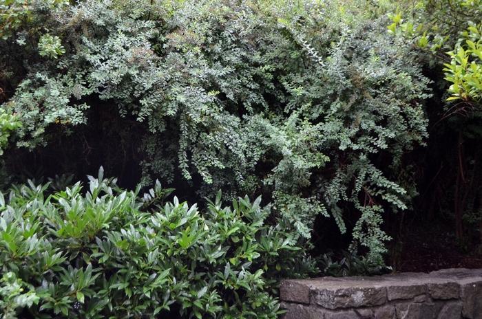 Spiraea nipponica Snowmound