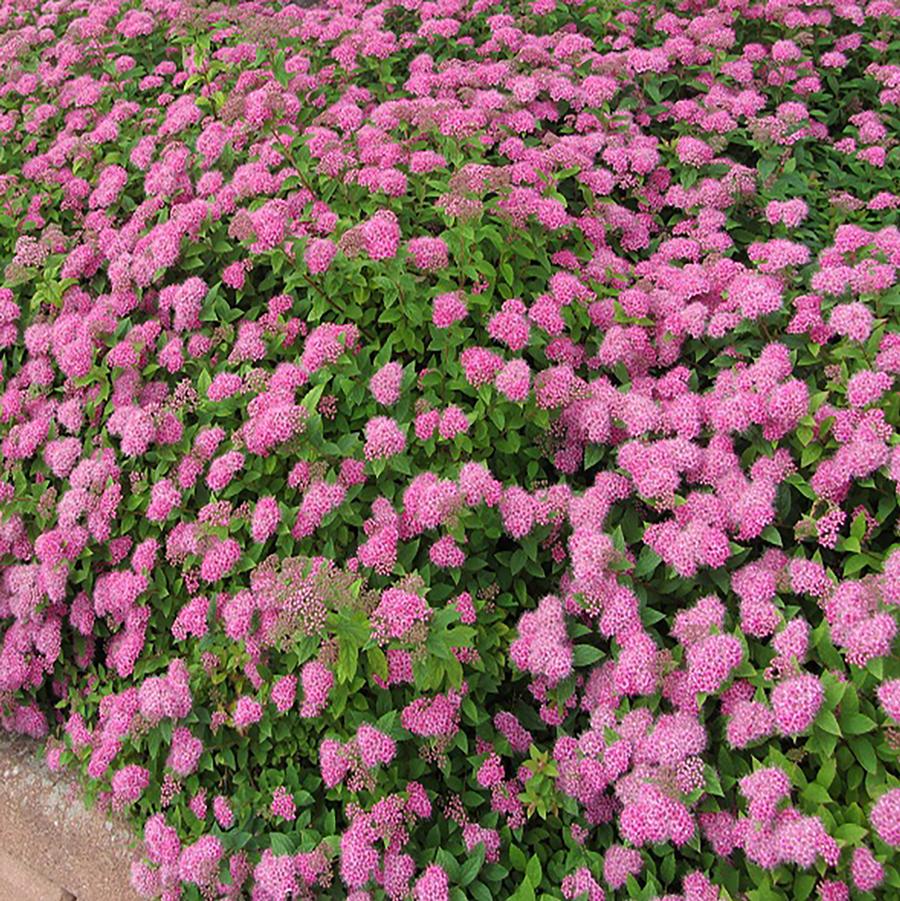 Spiraea x bumalda Anthony Waterer