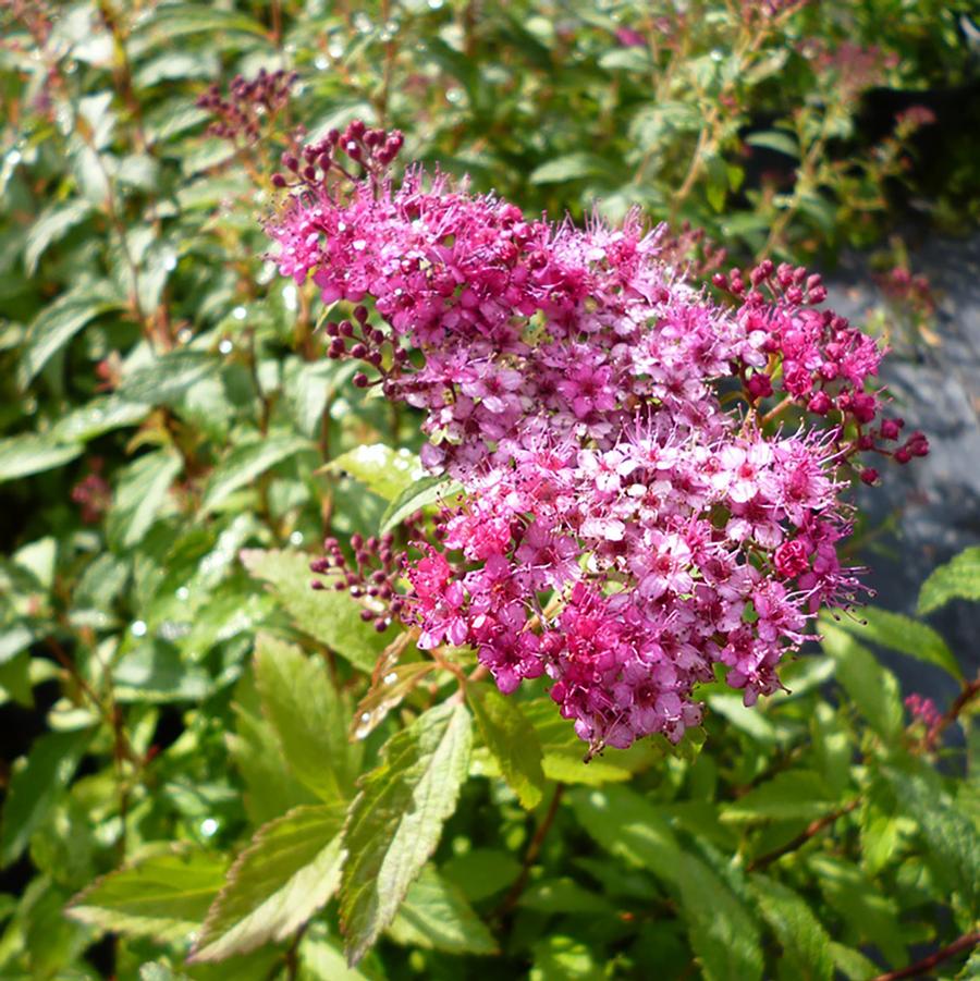 Spiraea x bumalda Dart's Red