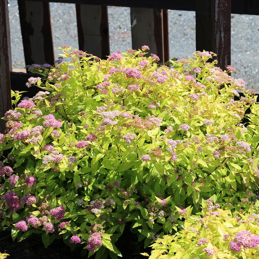 Spiraea x bumalda Goldflame