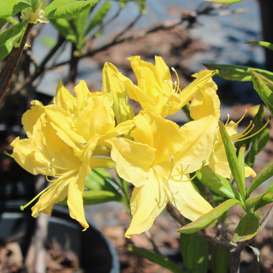 Rhododendron Northern Lights hybrid Lemon Lights