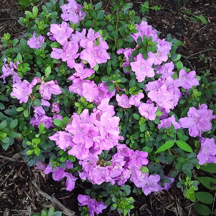 Rhododendron Northern Lights hybrid Lilac Lights