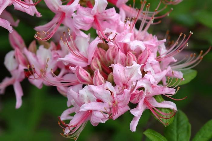 Rhododendron Northern Light hybrid Northern Hi-Lights