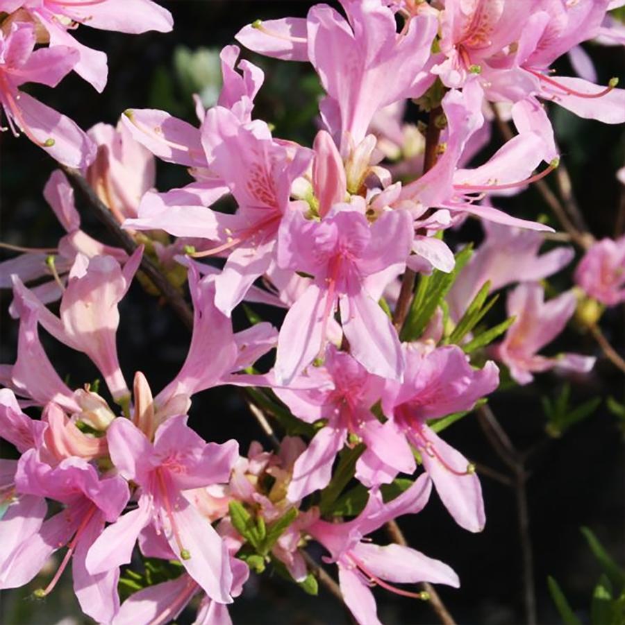 Rhododendron Northern Lights hybrid Western Lights