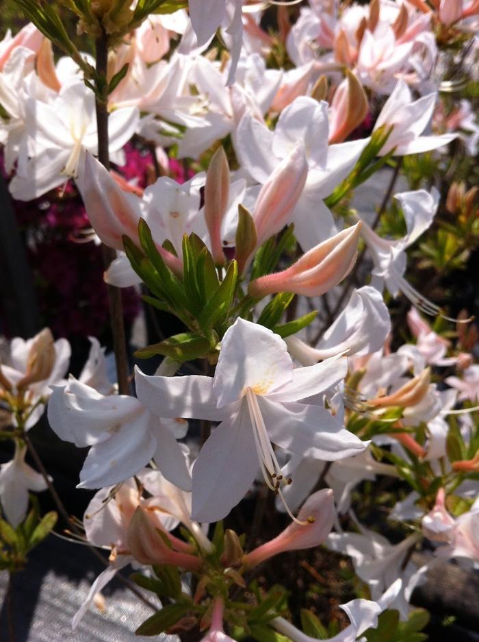 Rhododendron Northern Lights hybrid White Lights