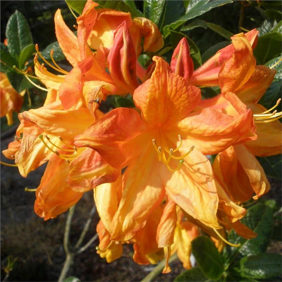 Rhododendron Exbury hybrid Arneson Gem