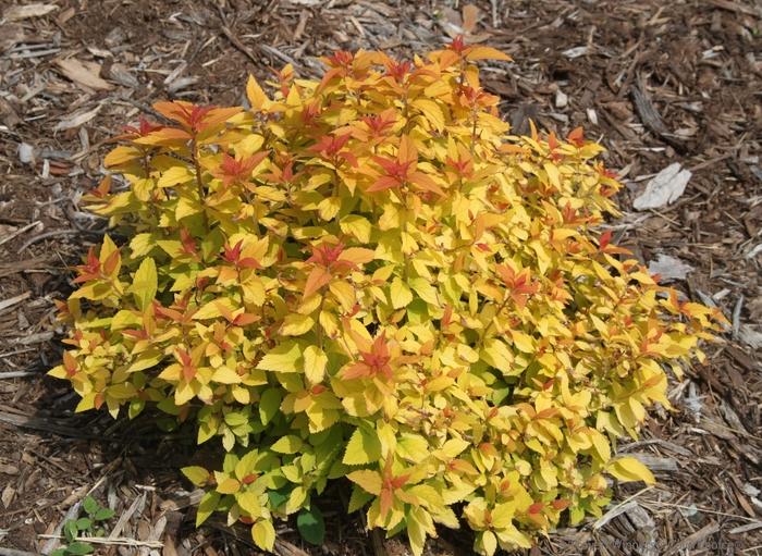 Spiraea japonica Double Play® Candy Corn®