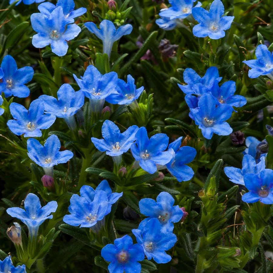 Lithodora Tidepool™ Sky Blue