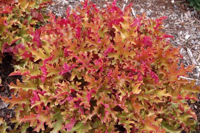 Heuchera Lime Marmalade™