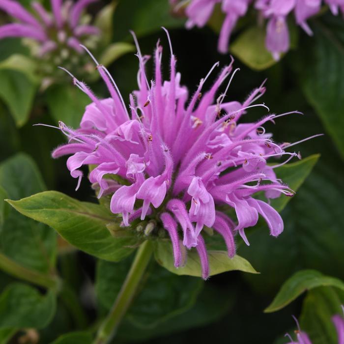 Monarda didyma BeeMine™ Lavender