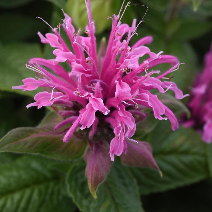 Monarda didyma BeeMine™ Pink