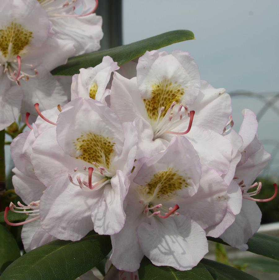 Rhododendron catawbiense Album