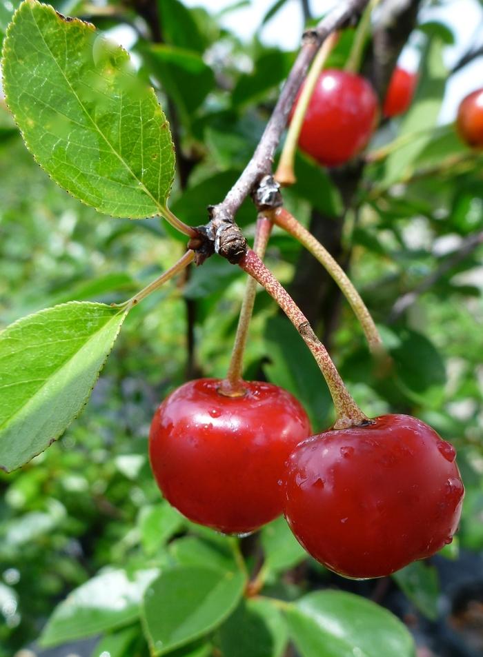 Prunus kerrasis Valentine