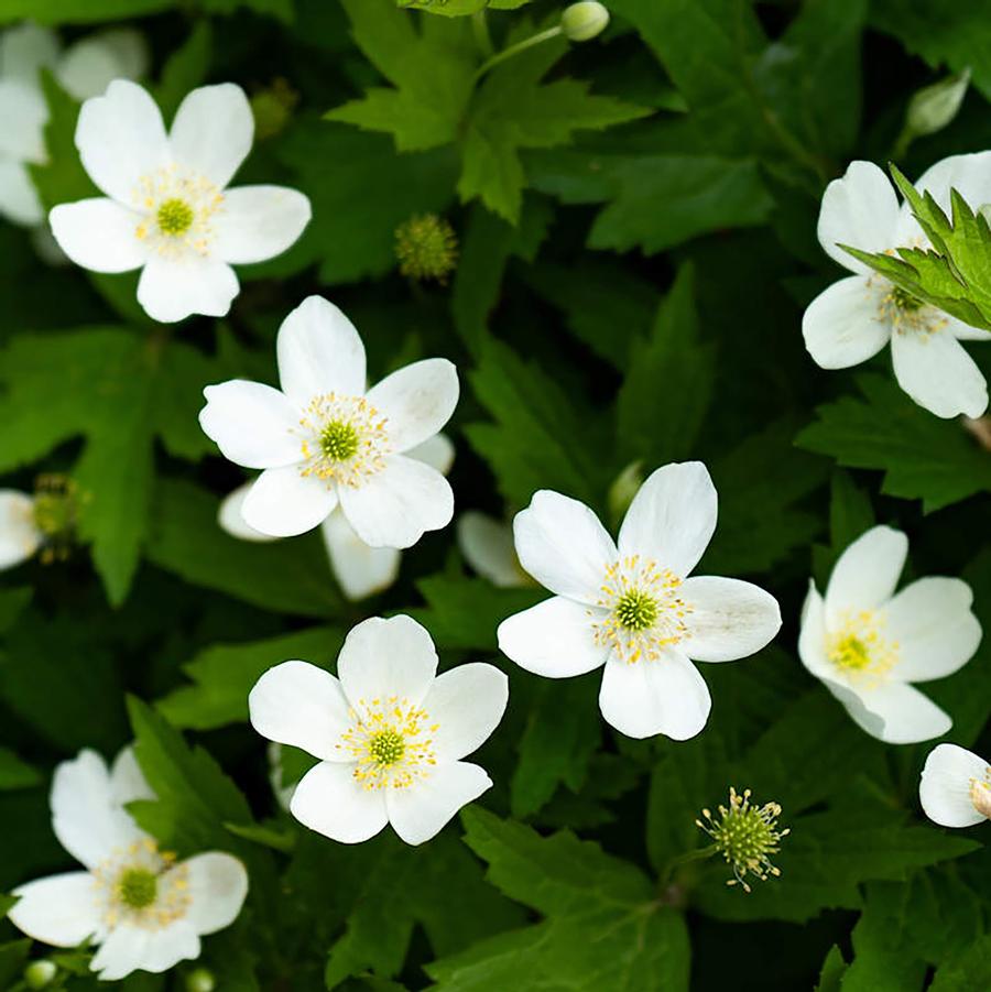 Anemone canadensis 