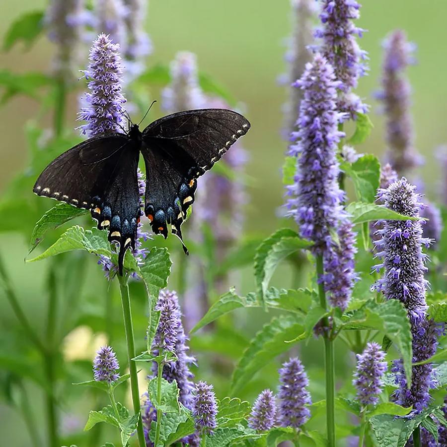 Agastache foeniculum 