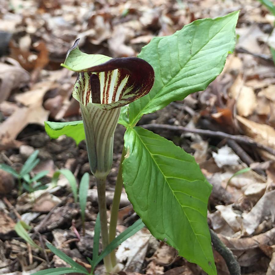 Arisaema triphyllum 