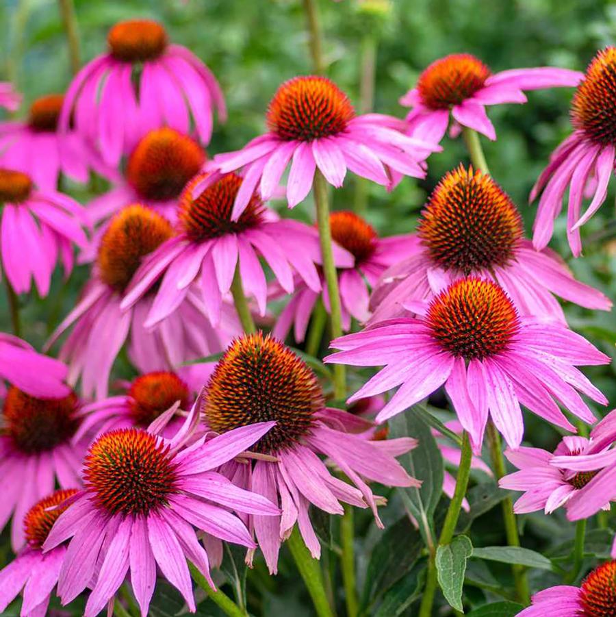 Echinacea purpurea - Purple Coneflower from Willowbrook Nurseries