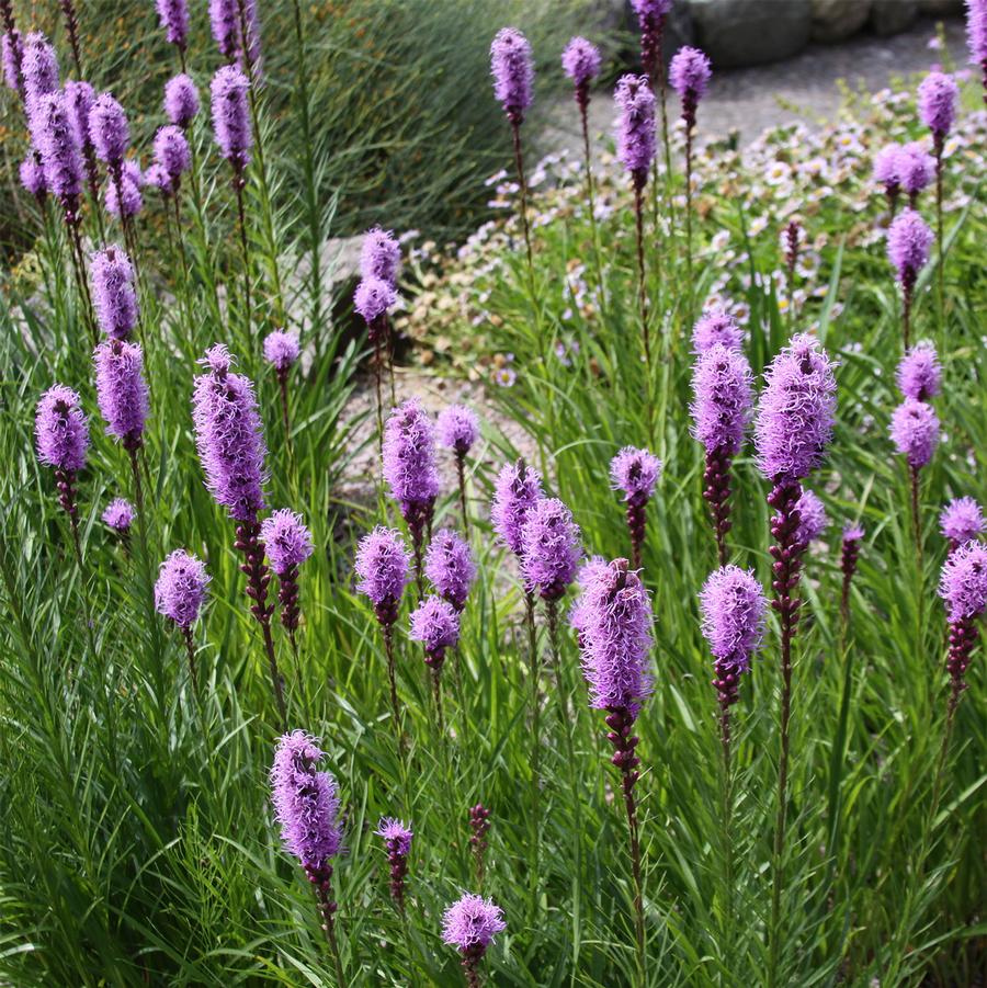 Liatris spicata 