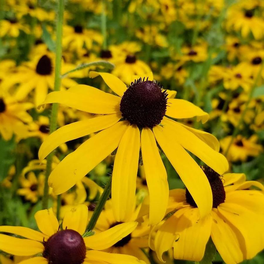 Rudbeckia hirta 