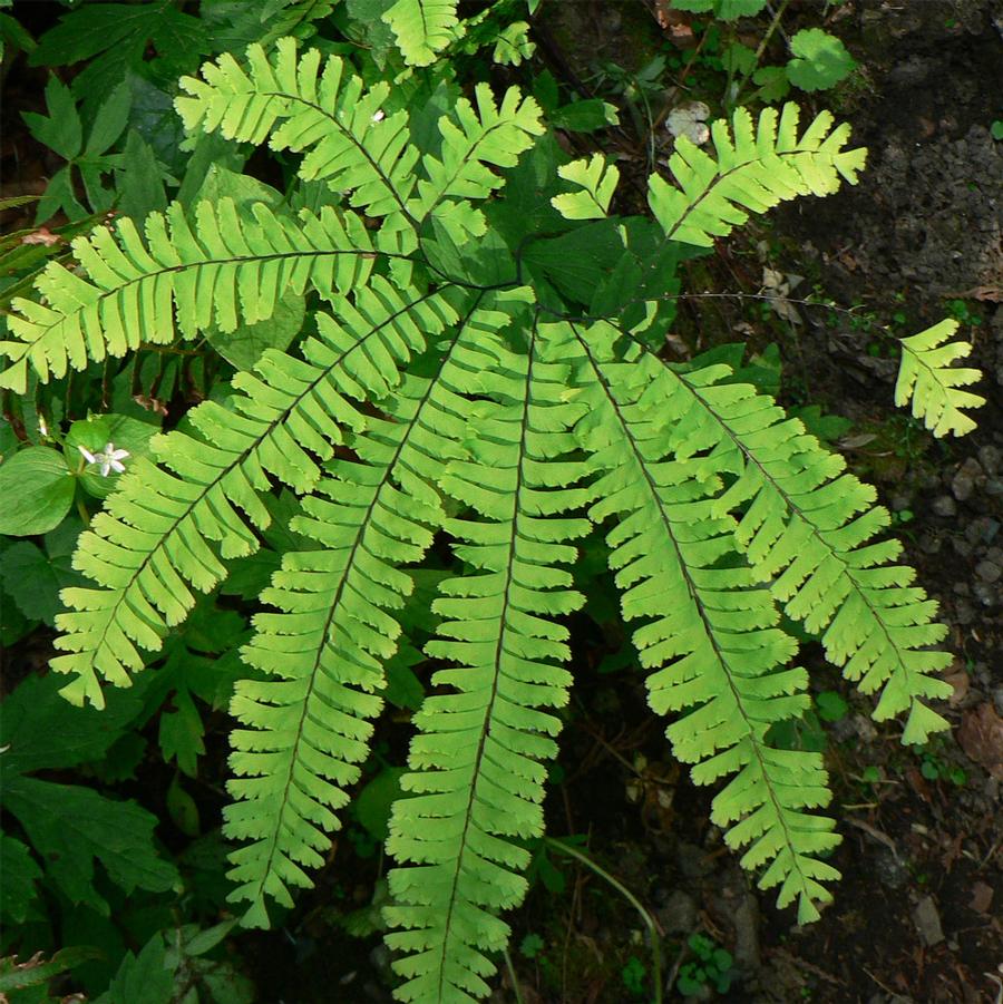 Adiantum pedatum 