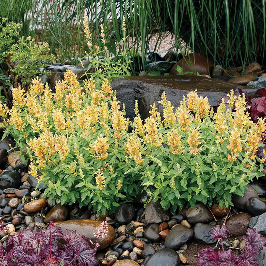 Agastache Poquito™ Butter Yellow