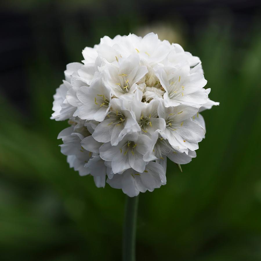 Armeria pseudarmeria Dreameria® Dream Clouds