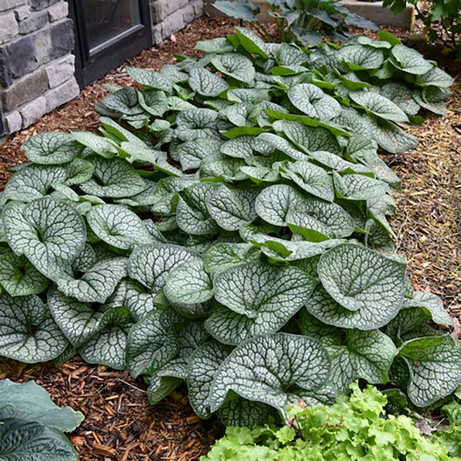 Brunnera macrophylla 'Jack of Diamonds' - Jack of Diamonds Siberian Bugloss from Willowbrook Nurseries