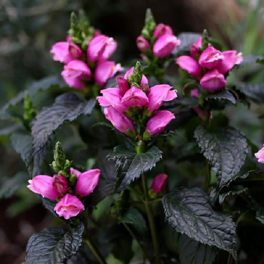 Chelone obliqua 'Tiny Tortuga' - Tiny Tortuga™ Pink Turtlehead from Willowbrook Nurseries