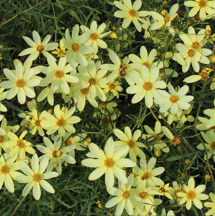 Coreopsis verticillata 'Moonbeam' - Moonbeam Tickseed from Willowbrook Nurseries