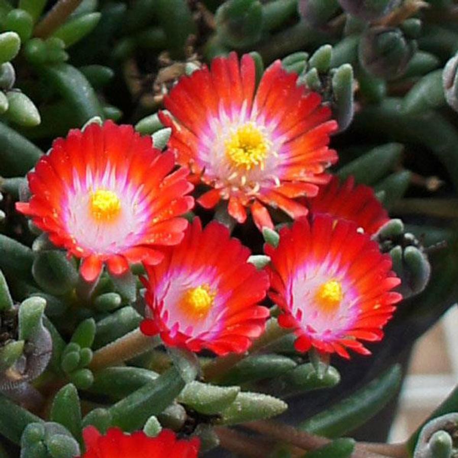 Delosperma cooperi Jewel of Desert 'Grenade' - Grenade Ice Plant from Willowbrook Nurseries