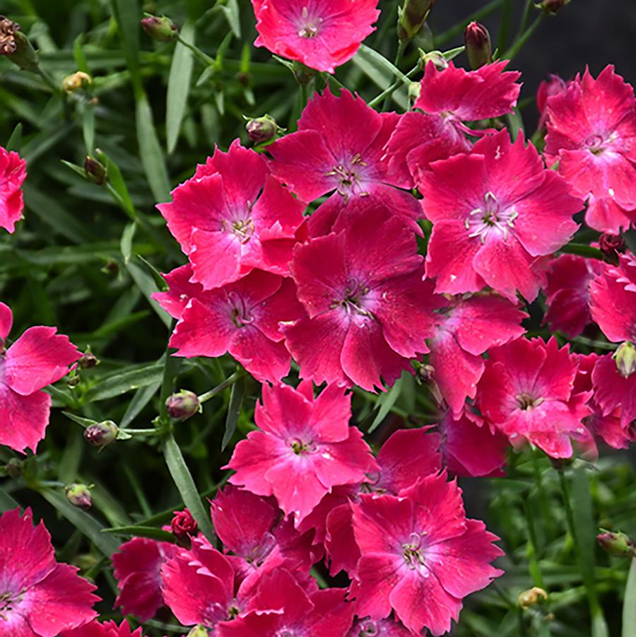 Dianthus Beauties® Kahori® Scarlet