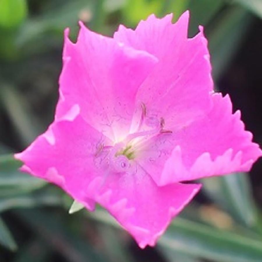 Dianthus Beauties® 'Kahori®' - Kahori® Border Pinks from Willowbrook Nurseries