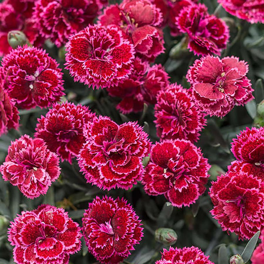 Dianthus Fruit Punch® 'Black Cherry Frost' - Black Cherry Frost Pinks from Willowbrook Nurseries