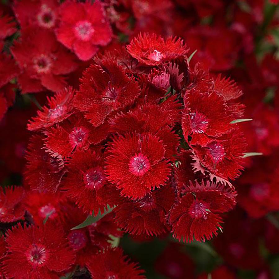 Dianthus x barbatus interspecific Rockin'™ 'Rockin'™ Red' - Rockin'™ Red Dianthus from Willowbrook Nurseries