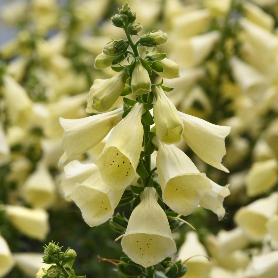 Digitalis Arctic Fox™ Lemon Cream