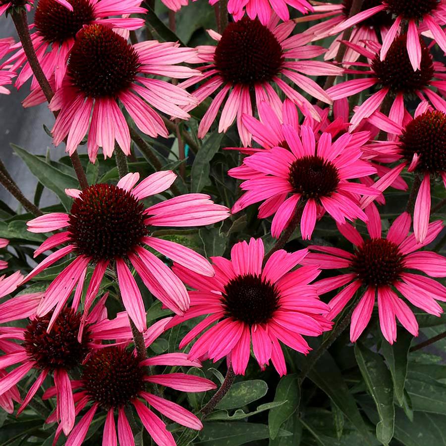 Echinacea Dark Shadows™ 'Wicked' - Wicked Coneflower from Willowbrook Nurseries