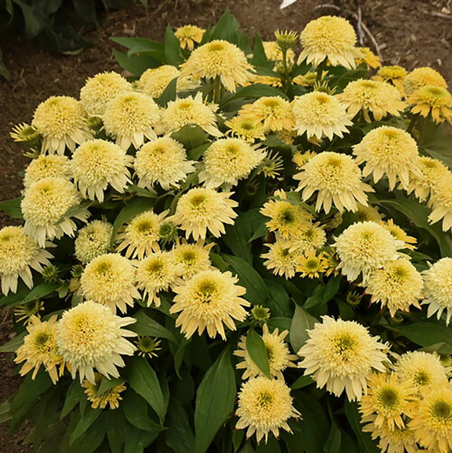 Echinacea Double Coded™ 'Butter Pecan' - Butter Pecan Coneflower from Willowbrook Nurseries