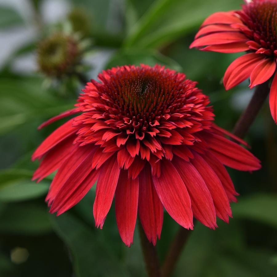 Echinacea Double Scoop™ 'Strawberry Deluxe' - Strawberry Deluxe Coneflower from Willowbrook Nurseries