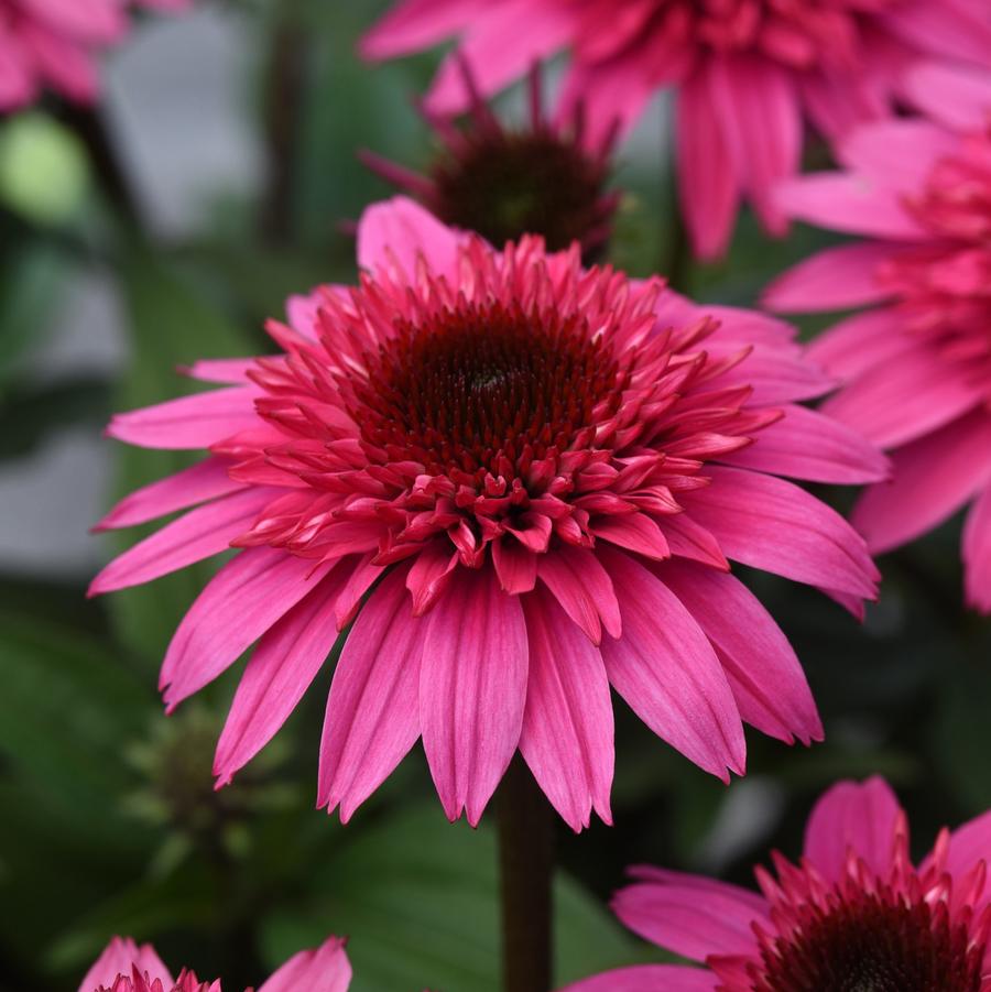 Echinacea Double Scoop™ 'Watermelon Deluxe' - Watermelon Deluxe Coneflower from Willowbrook Nurseries