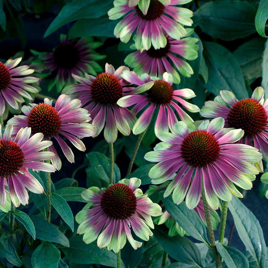 Echinacea hybrida 'Sweet Sandia' - Sweet Sandia Coneflower from Willowbrook Nurseries