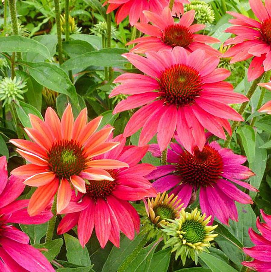 Echinacea Sombrero® 'Tres Amigos' - Tres Amigos Coneflower from Willowbrook Nurseries