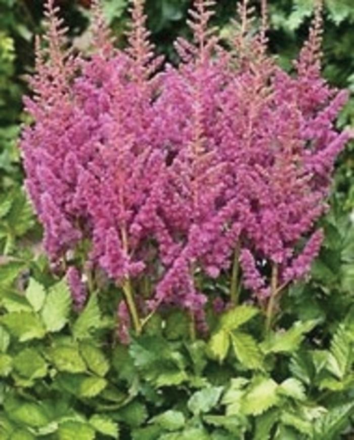 Astilbe chinensis Visions in Pink