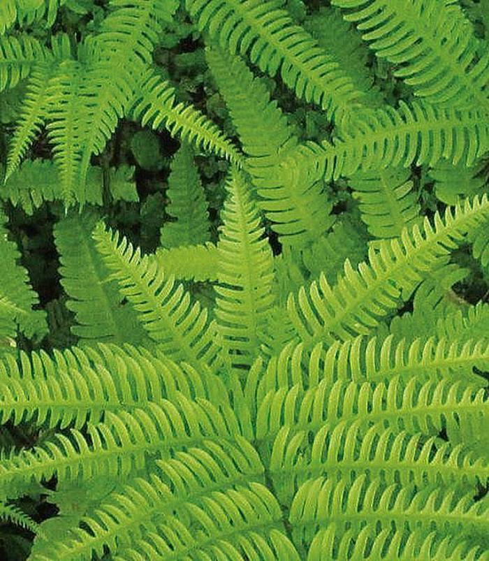 Polystichum setiferum 