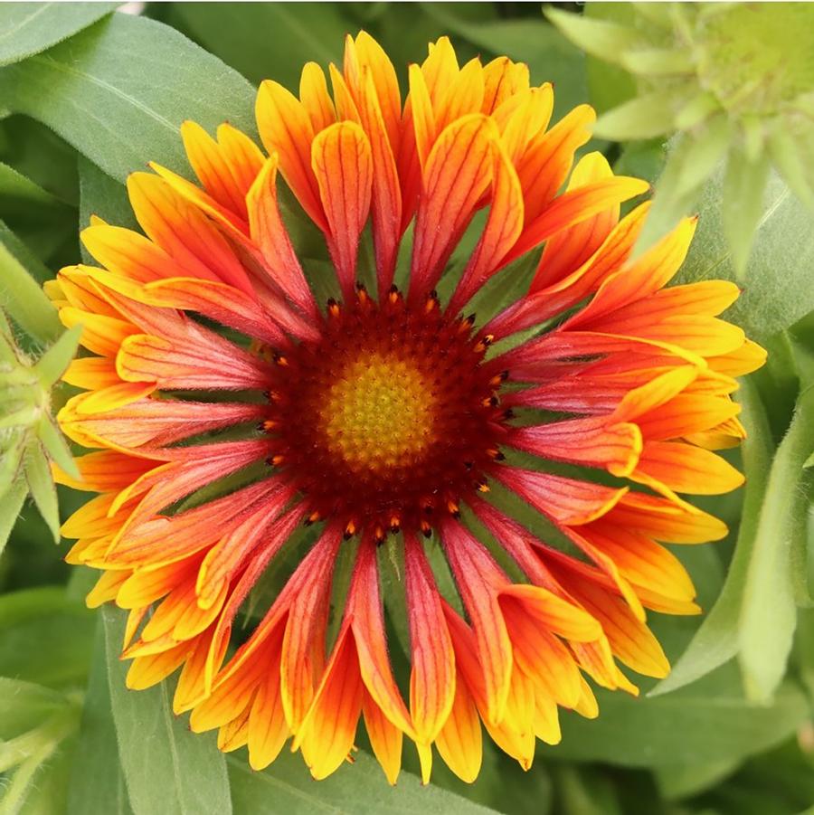 Gaillardia aristata SpinTop™ 'Copper Sun' - Copper Sun Blanket Flower from Willowbrook Nurseries