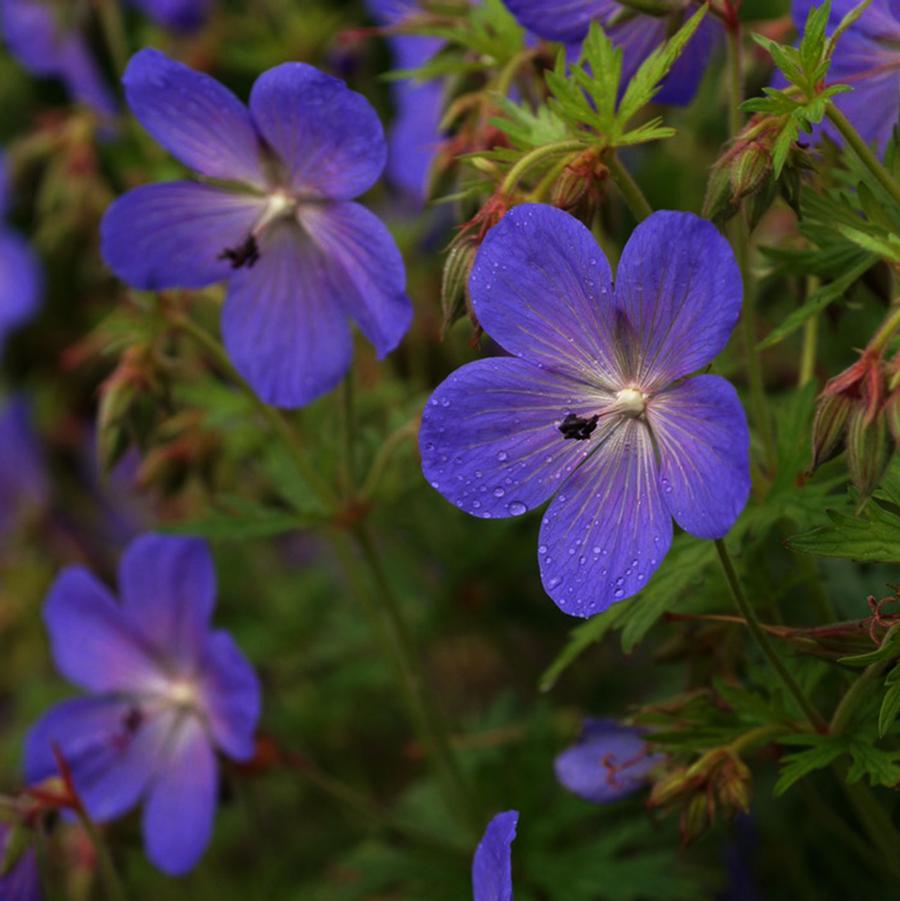 Geranium 'Johnson's Blue' - Johnson's Blue Cranesbill from Willowbrook Nurseries