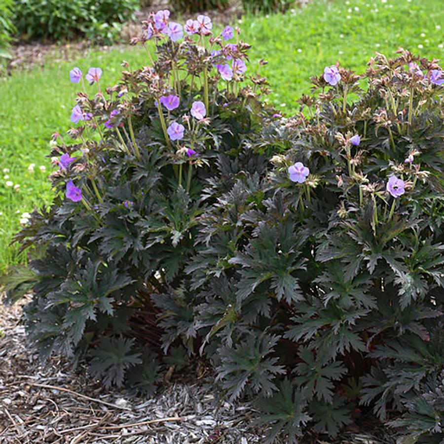 Geranium pratense 'Boom Chocolatta' - Boom Chocolatta Cranesbill from Willowbrook Nurseries