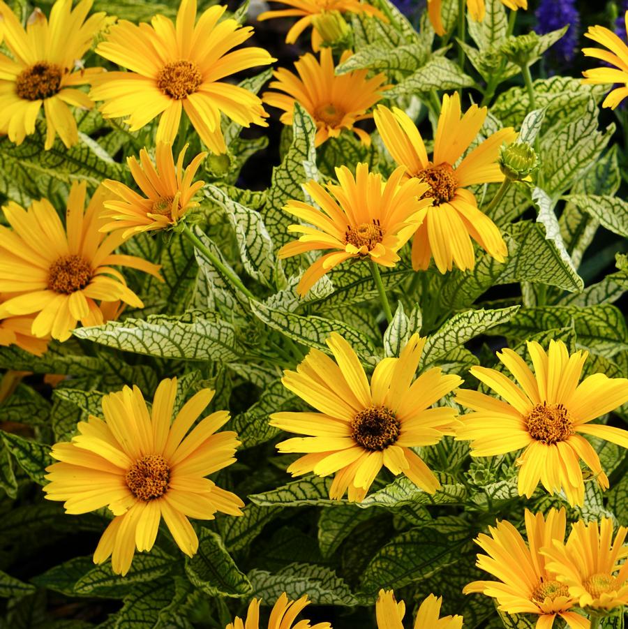 Heliopsis helianthoides 'Sunstruck' - Sunstruck False Sunflower from Willowbrook Nurseries